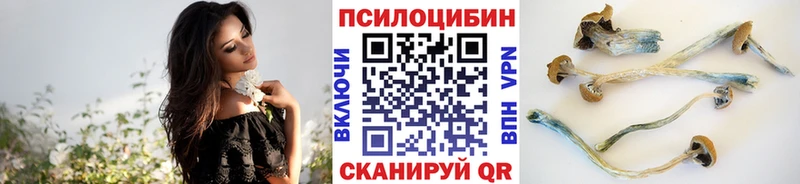 Псилоцибиновые грибы Psilocybe  Ессентукская 